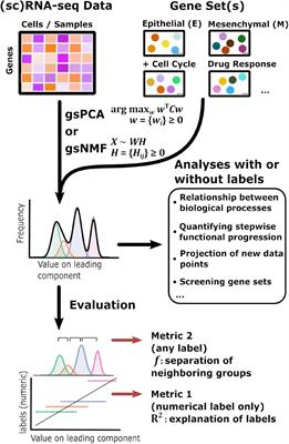 Interpretable, Scalable, and Transferrable Functional Projection of Large-Scale Transcriptome Data Using Constrained Matrix Decomposition